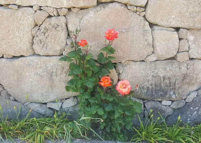 Casa Oliveiras, O Douro No Seu Esplendor! Cinfães